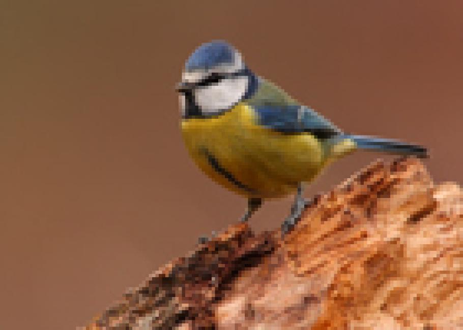 Imagen 5 de la galería de Herrerilo común - Bue tit (Cyanistes caeruleus)